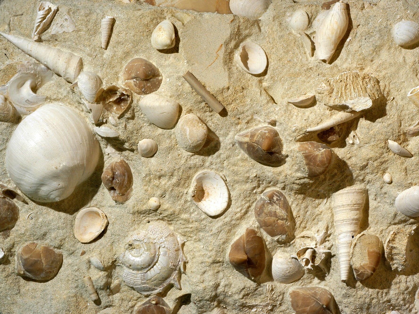 Haughs Quarry Fossils